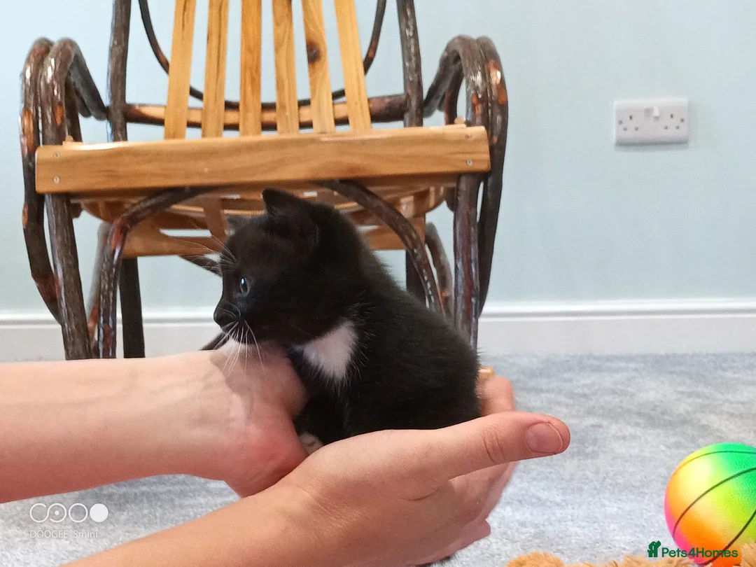 Mixed Breed cats for sale: Kittens for sale in Bishops Castle - Advert 2