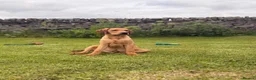 Labrador Retriever dogs for sale: Just white and red boys left  - Advert 7