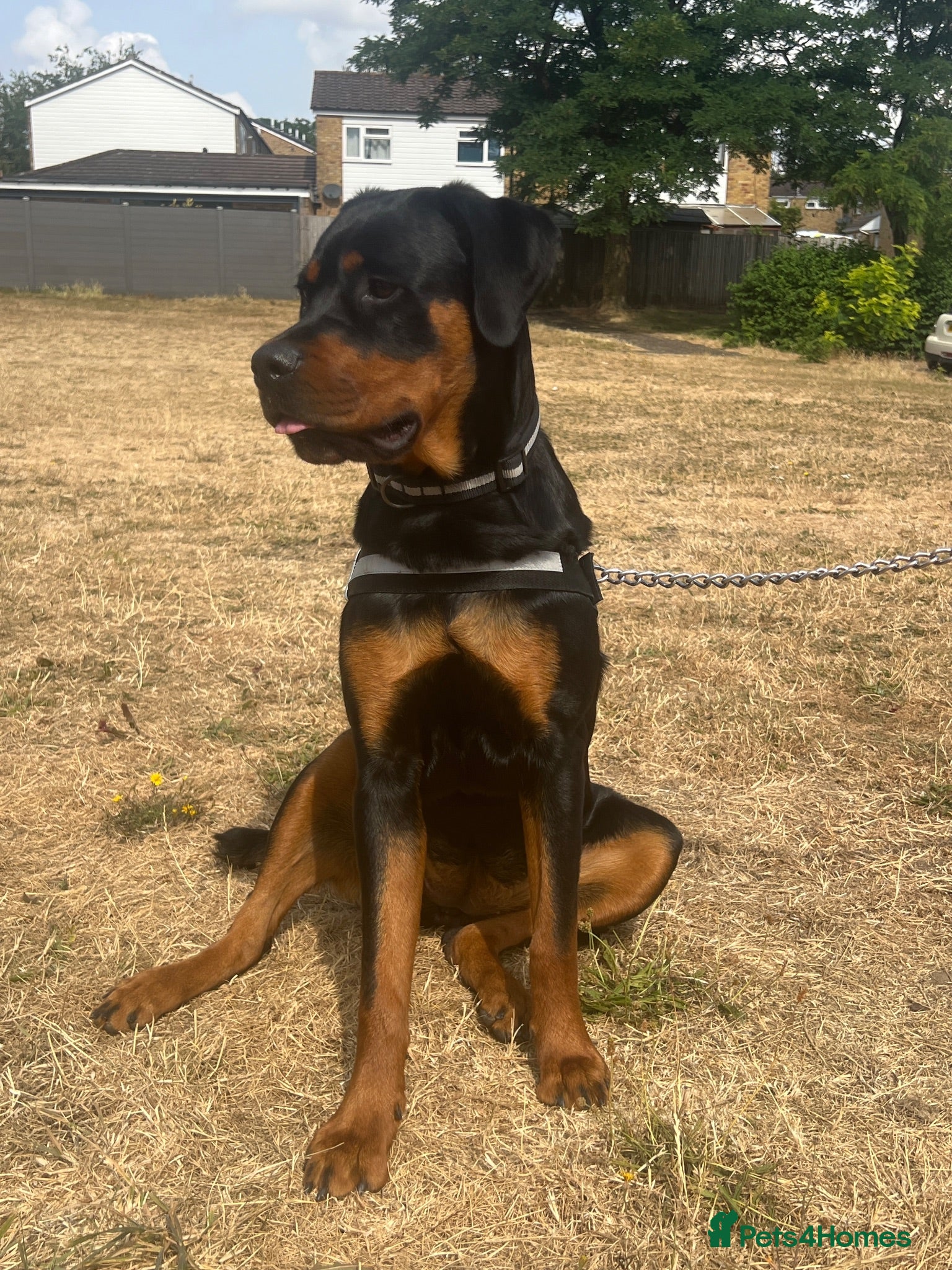 Rottweiler dogs miss Sol  - Advert 1