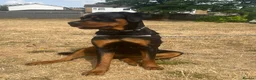 Rottweiler dogs for sale: miss Sol  - Advert 1