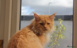 Maine Coon cats for sale: TICA PEDIGREE MAINE COON KITTENS  - Image 12