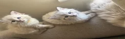 Mixed Breed cats for sale: Ragdoll Siberian Neva Masquerade Kittens - Advert 19
