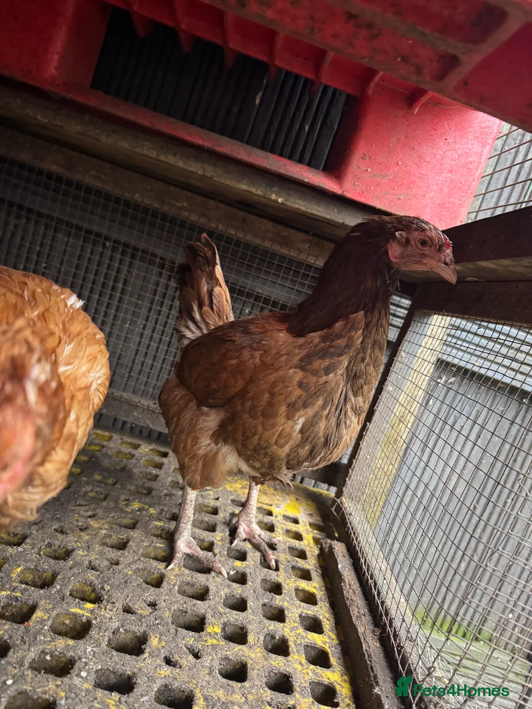Mixed Breed poultry for sale: Laying Chicken 9 Months Old  - Advert 2