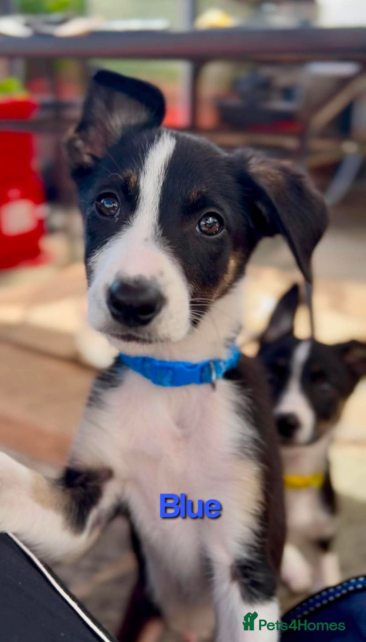 Border Collie dogs Litter of 6 beautiful male border collie puppies. - Advert 9