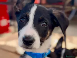 Border Collie dogs Litter of 6 beautiful male border collie puppies. - Advert 3