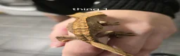 Gecko reptiles for sale: Baby Crested Geckos  - Advert 6