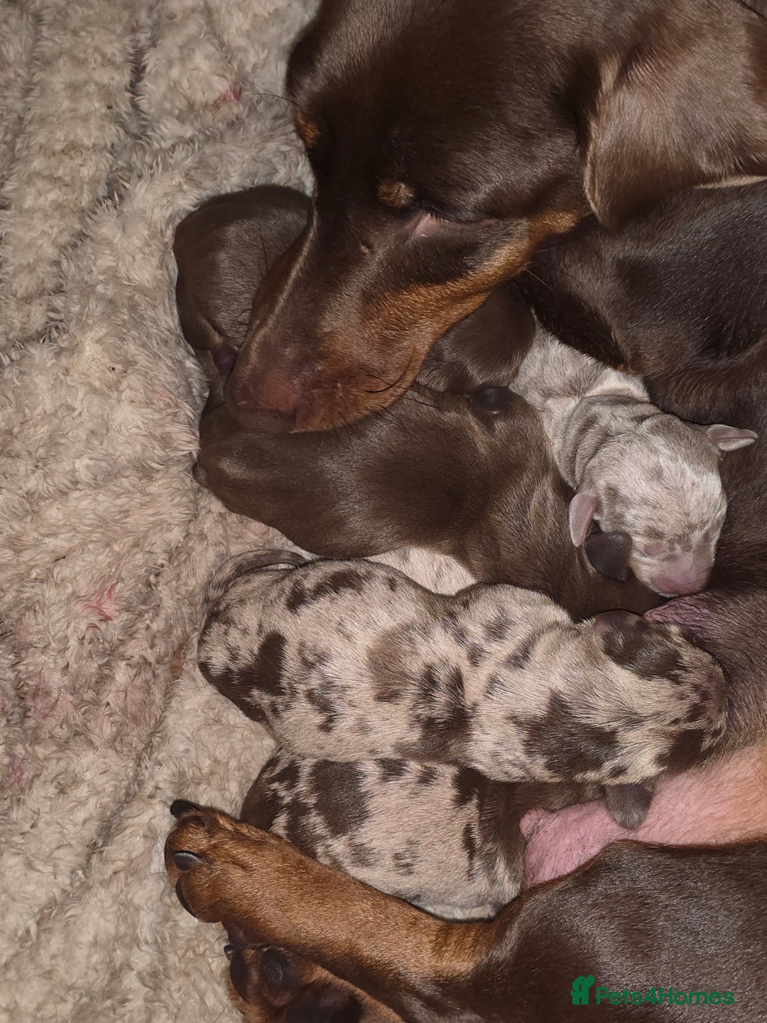 Dachshund dogs for sale: daschund puppies 1 chocolate male left - Image 1