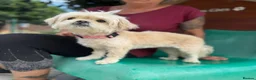 Mixed Breed dogs for adoption: Tinnie Winnie Valentina - Advert 6