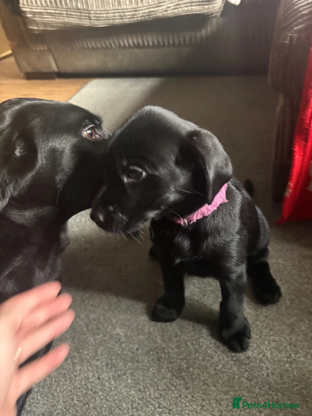 Labrador Retriever dogs for sale: Labrador puppies  in Welwyn Garden City - Advert 2