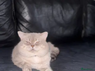 Scottish Fold cats Lovely Scottish Straight boy for stud - Advert 1
