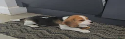 Beagle dogs for sale: 1 beautiful male beagle puppy in Leeds - Advert 3