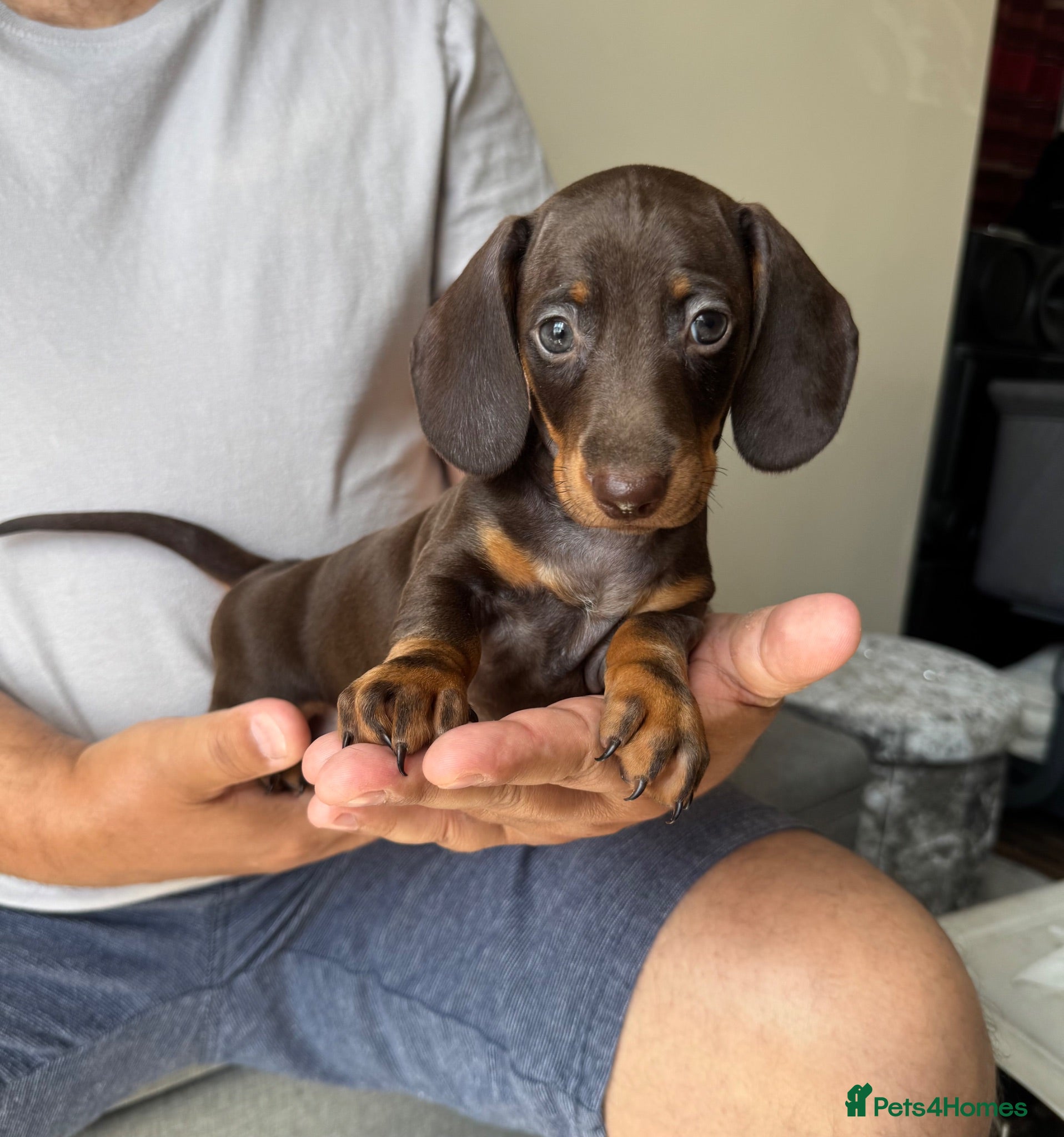 Dachshund dogs Miniature dachshund puppies  - Advert 4