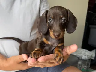 Dachshund dogs Miniature dachshund puppies - Advert 4