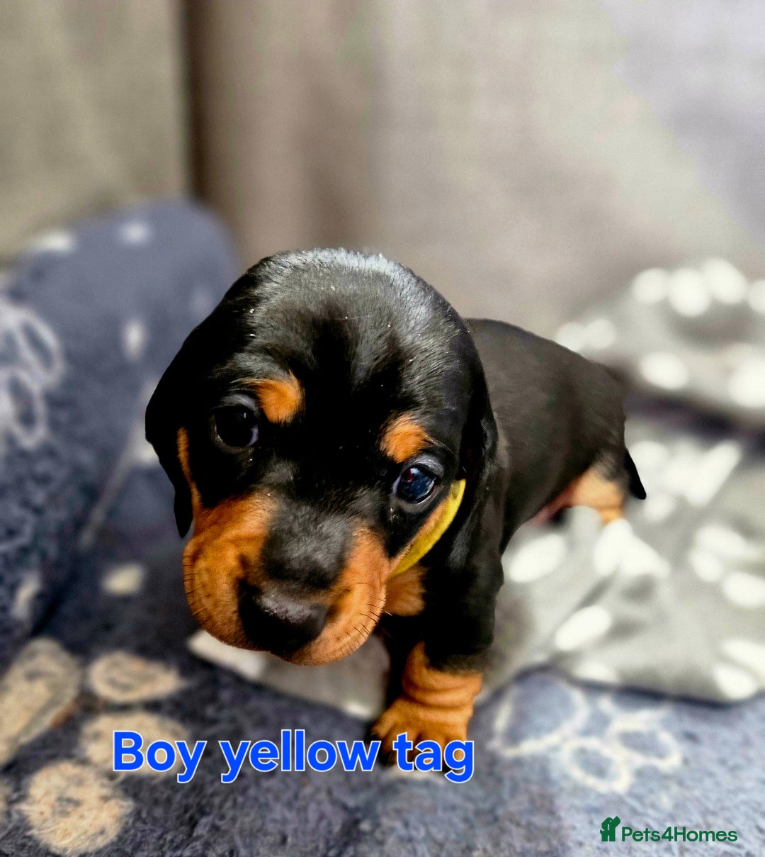 Dachshund dogs for sale: Beautiful Miniature Dachshund - Advert 16