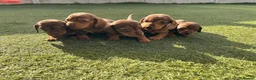Miniature Dachshund dogs for sale: Chocolate and tan male puppy  in Welshpool - Advert 6