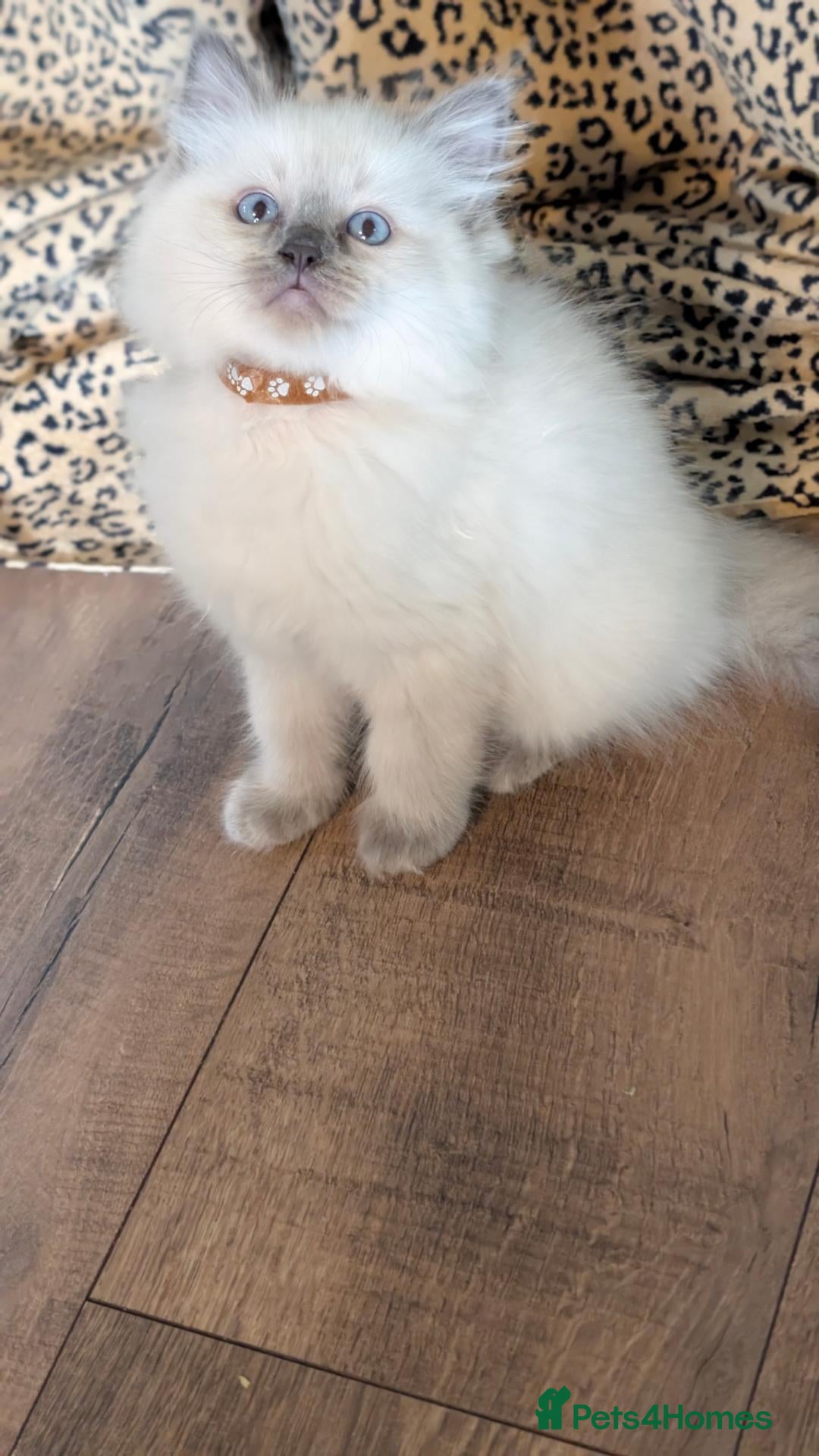 Ragdoll cats Ragdoll X Kittens Ready for New Homes Now - Advert 12