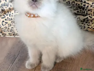 Ragdoll cats Ragdoll X Kittens Ready for New Homes Now - Advert 12