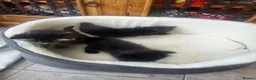 Mixed Breed cats for sale: Kittens forsale in Liverpool - Advert 5