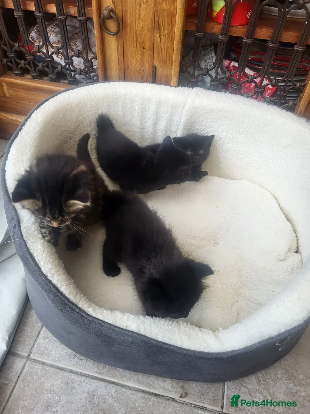 Mixed Breed cats for sale: Kittens forsale in Liverpool - Advert 5