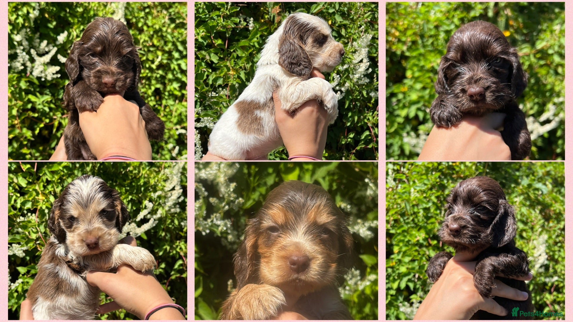 Cocker Spaniel dogs KC Show-type Chocolate & Choc Sable puppies - Advert 2