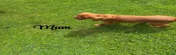 Cavalier King Charles Spaniel dogs for sale: Cavalier King Charles puppies  - Advert 18