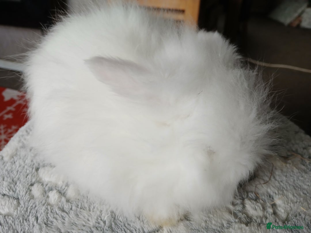 Lionhead rabbits for sale: Stunning DM Lionhead baby rabbits  - Advert 7