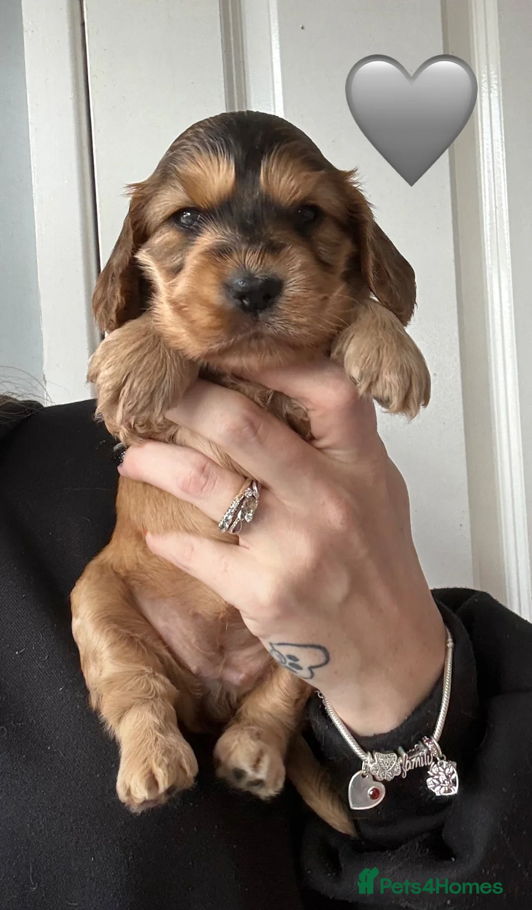 Cocker Spaniel dogs for sale: Gorgeous KC Show Cocker Spaniel Puppies  - Advert 14