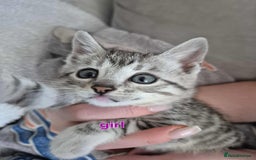 Mixed Breed cats for sale: Mixed bengal kittens  - Image 24