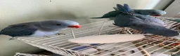 Ringnecks birds for sale: 2 beautiful indian ringneck babies left in London - Advert 2