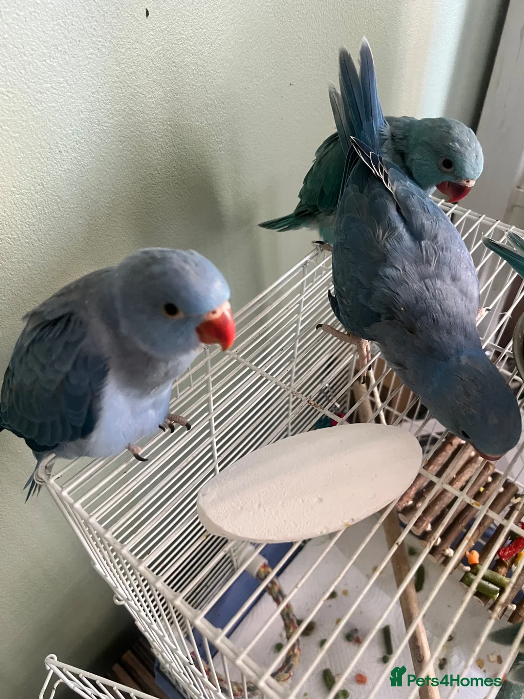 Ringnecks birds for sale: 2 beautiful indian ringneck babies left in London - Advert 2