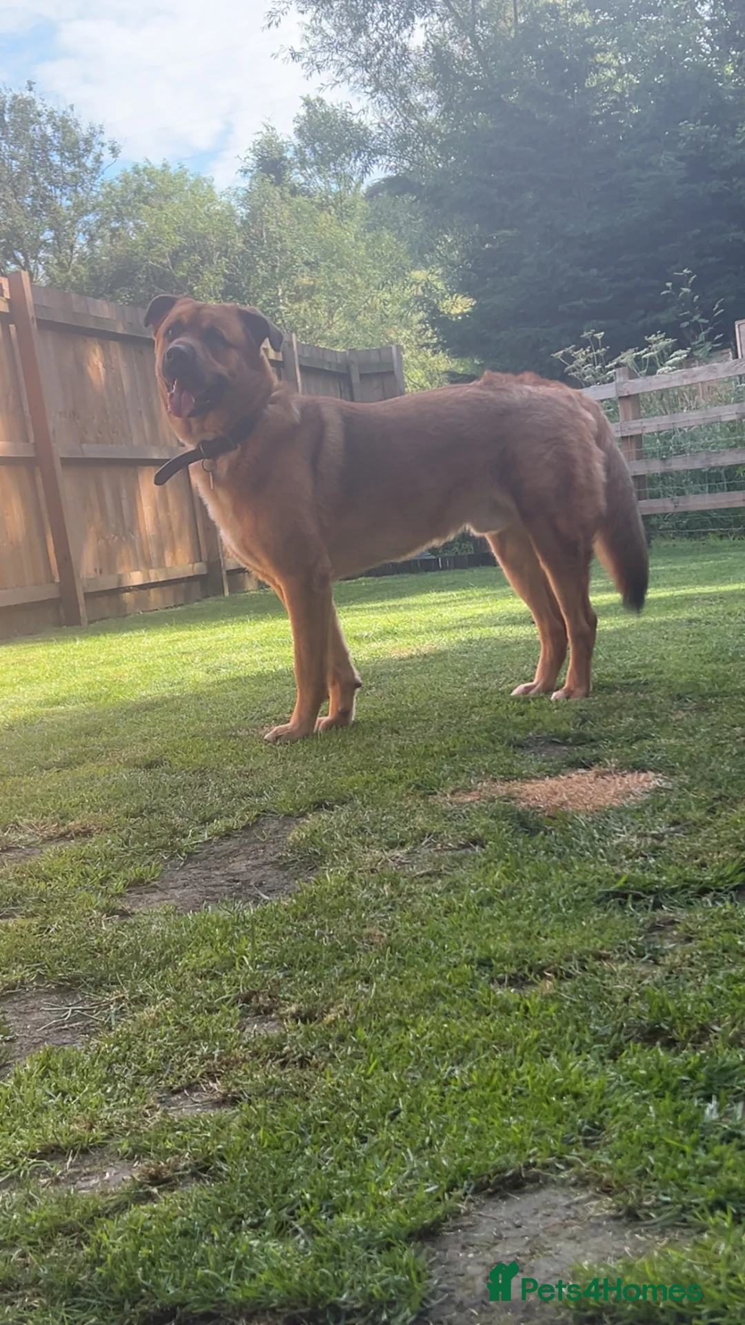 Mixed Breed dogs for sale: Manny - Advert 3