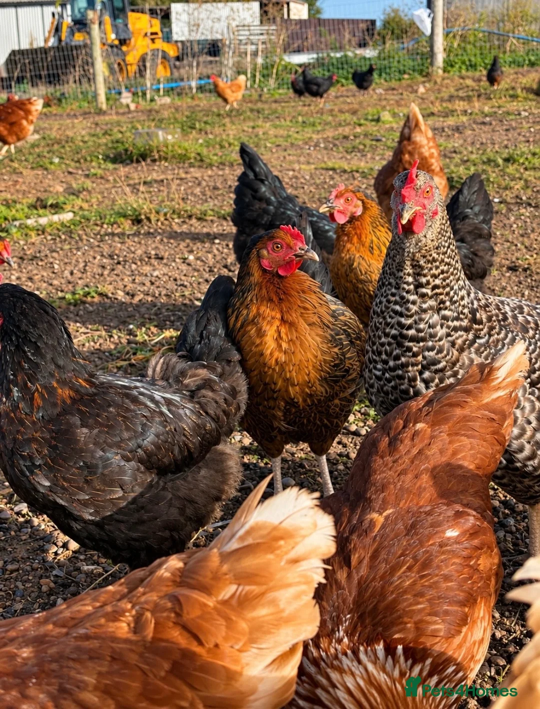 Chickens poultry for sale: POL Copper Maran Pullets for sale  - Advert 4