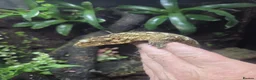 Gecko reptiles for sale: New Caledonia Giant Gecko in Burgess Hill - Advert 4