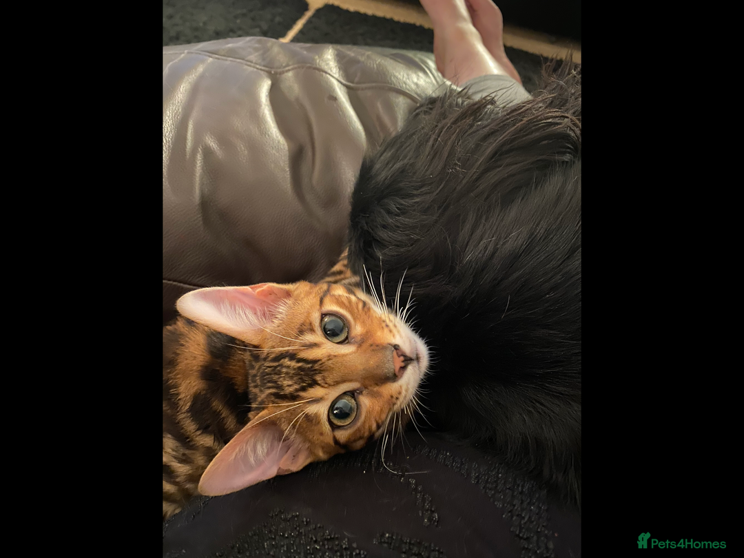 Bengal cats for sale: Bengal female  - Image 5