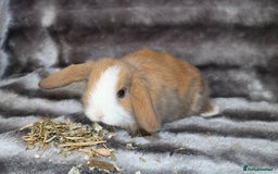 Mini Lop rabbits for sale: 3 Mini Plush x Mini Lop babies  - Image 6