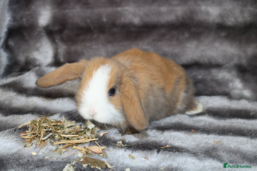 Mini Lop rabbits for sale: 3 Mini Plush x Mini Lop babies  - Image 6