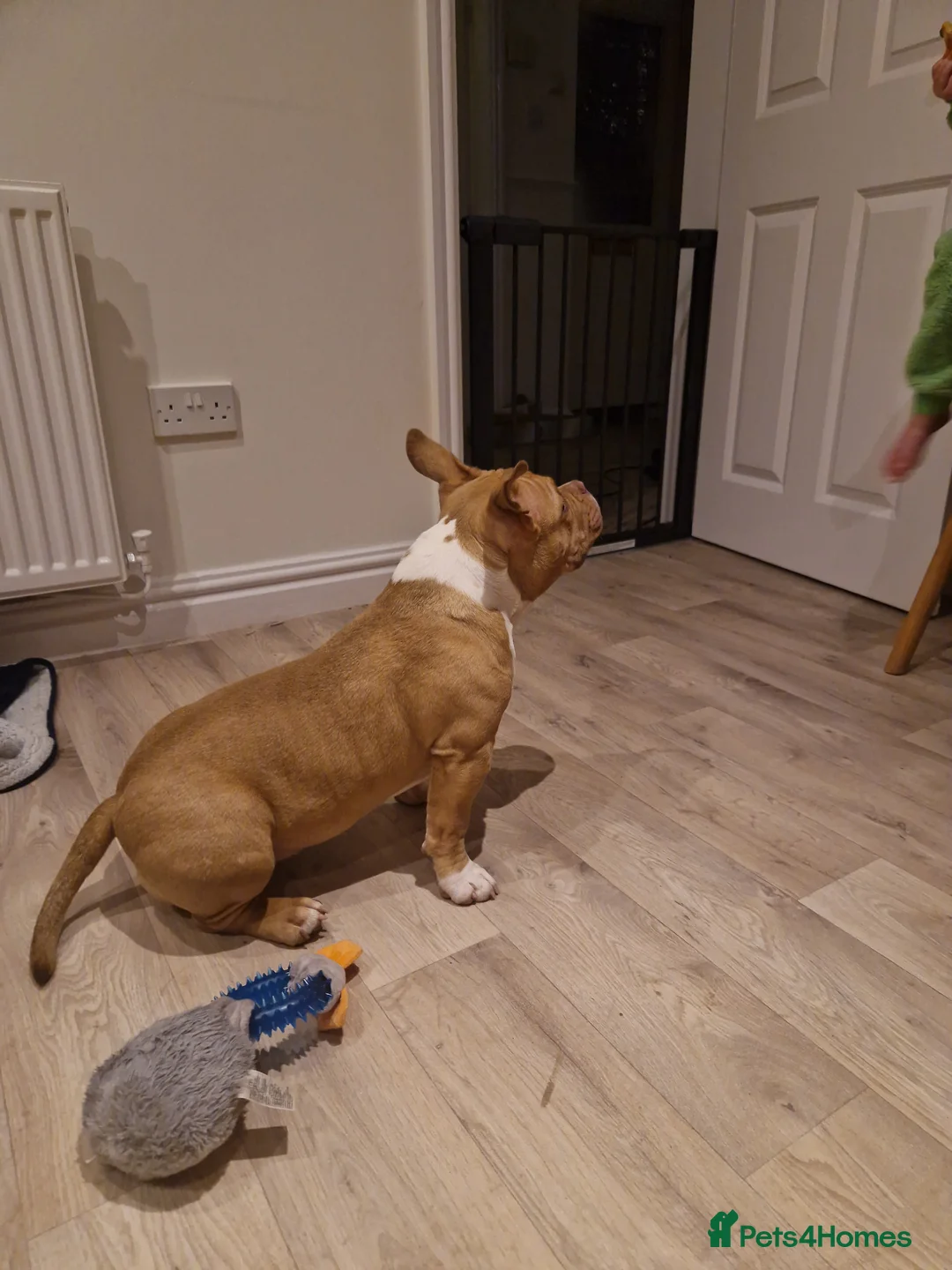 American Bully dogs for sale: Pocket bully - Advert 1