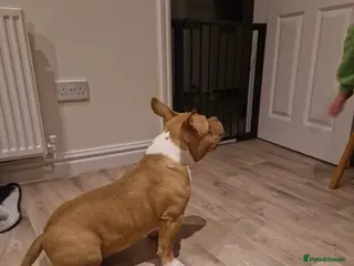 American Bully dogs Pocket bully - Advert 2