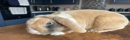 Rex rabbits for sale: Mini rex baby and plush lop adult - Advert 9