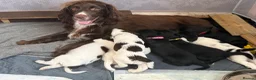 Sprocker dogs for sale: Sprocker Puppies for sale - Advert 8