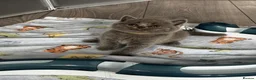 Scottish Fold cats for sale: Beautiful Scottish Kitten, Tica registered - Advert 7