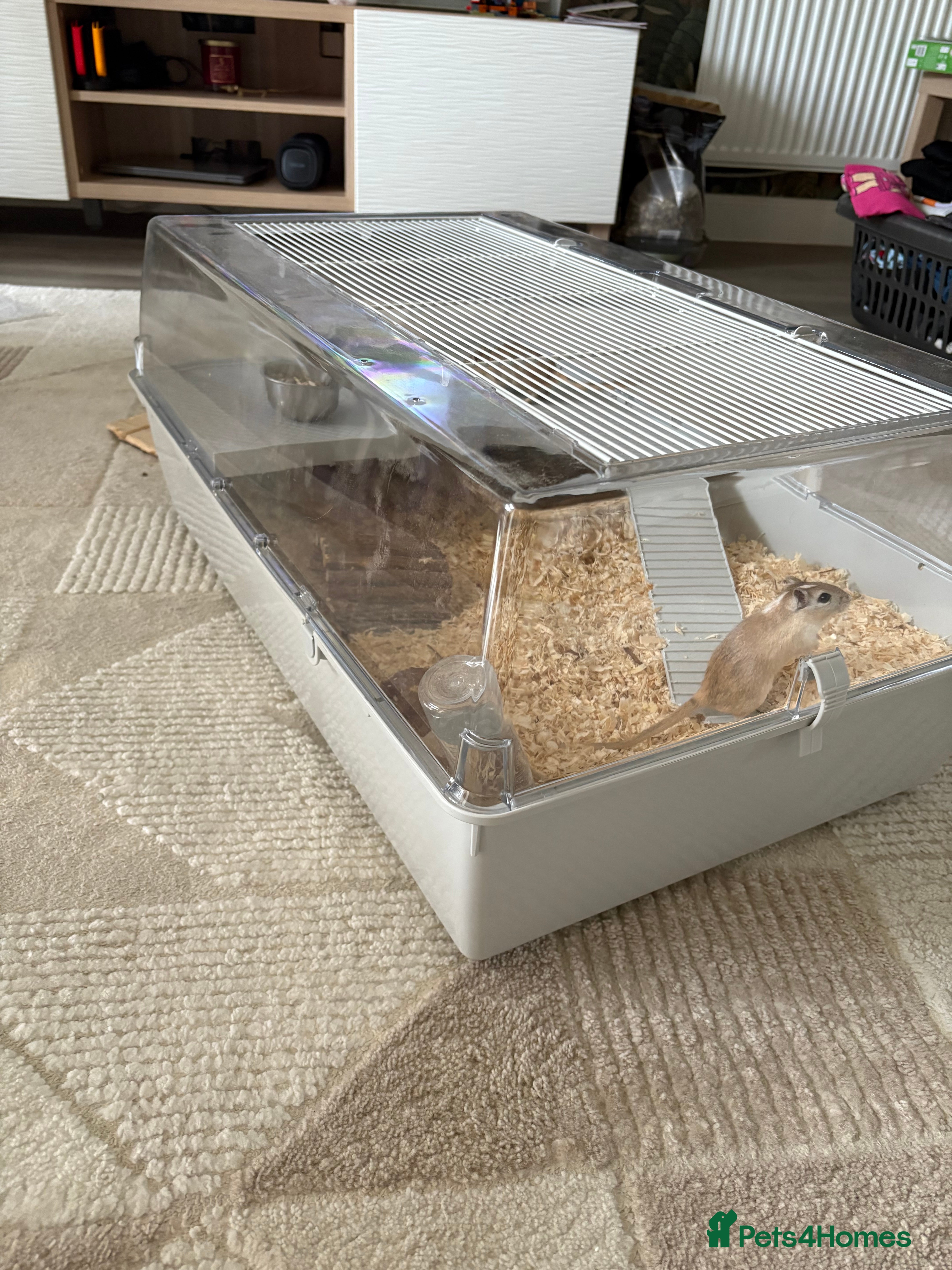 Gerbil rodents 2 male gerbils  - Advert 5