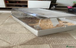 Gerbil rodents for sale: 2 male gerbils  - Advert 1