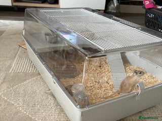 Gerbil rodents 2 male gerbils - Advert 1