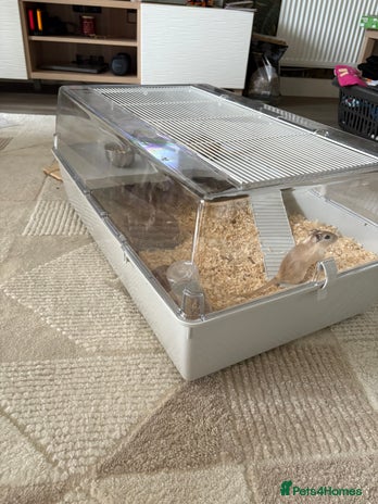 Gerbil rodents 2 male gerbils - Advert 1