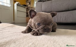 French Bulldog dogs for sale: 4 lovely French Bulldog puppies for sale . - Image 12