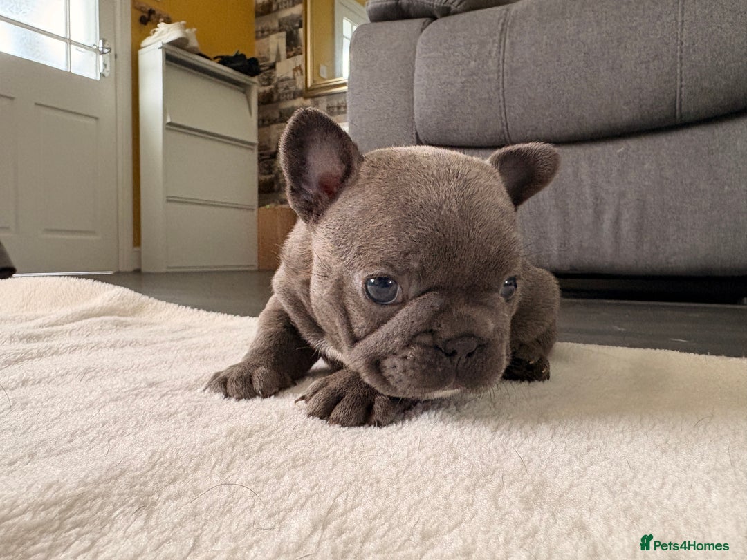 French Bulldog dogs for sale: 4 lovely French Bulldog puppies for sale . - Image 12