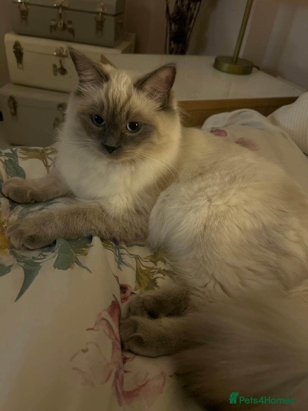 Ragdoll cats for sale: Ragdoll Kitten Available for a Loving Home  - Advert 2