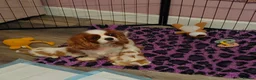 Cavalier King Charles Spaniel dogs for sale: Female Adult Cavalier king Charles Spaniel - Advert 2