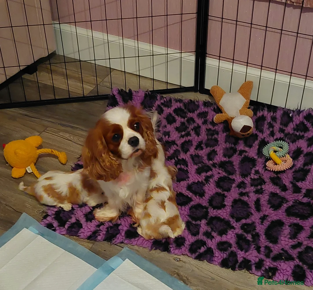 Cavalier King Charles Spaniel dogs for sale: Female Adult Cavalier king Charles Spaniel - Advert 2